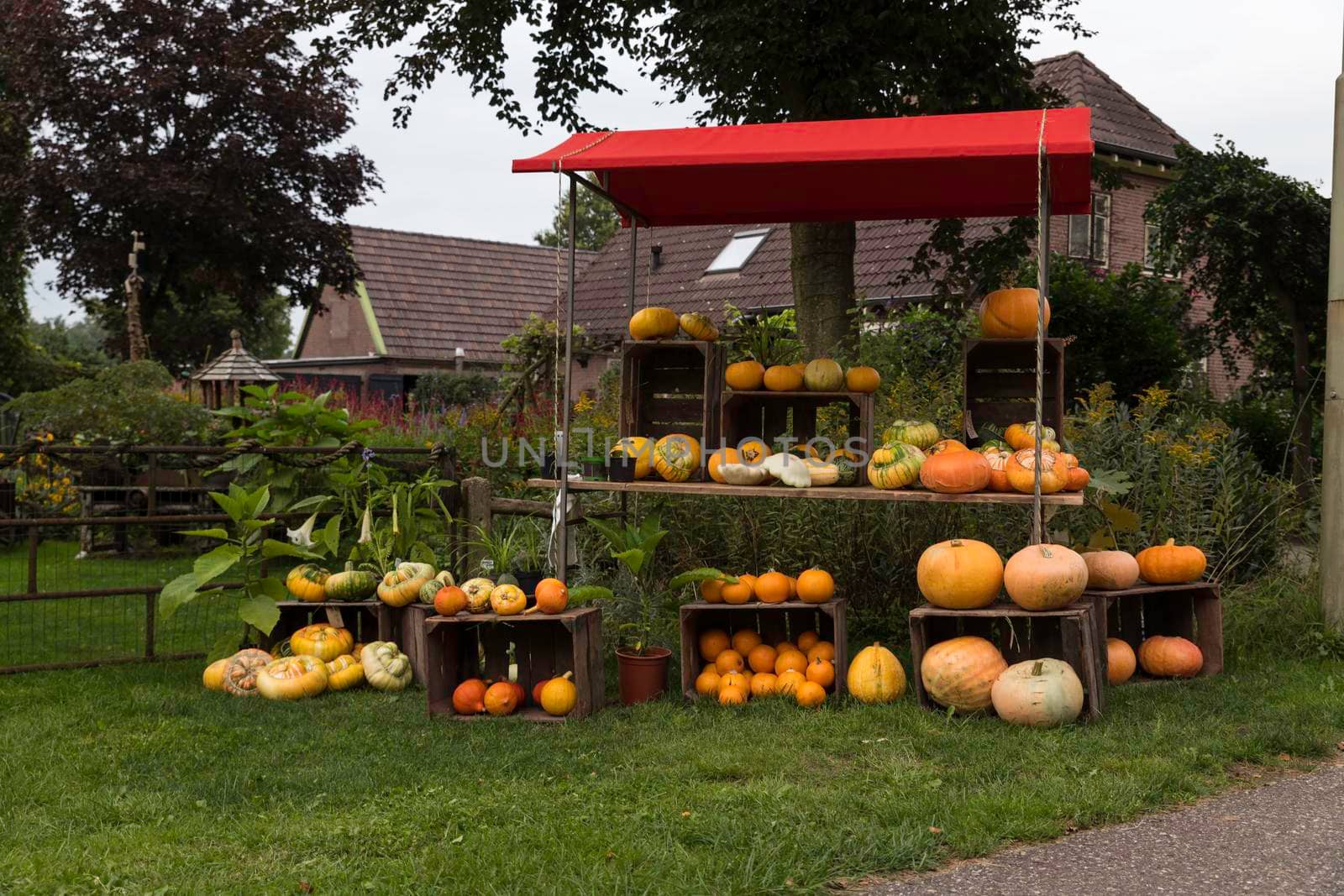 Emst,Holland,20-08-2021:group of pumpkins at a stall for selling as decoration in holland, they also used for halloween