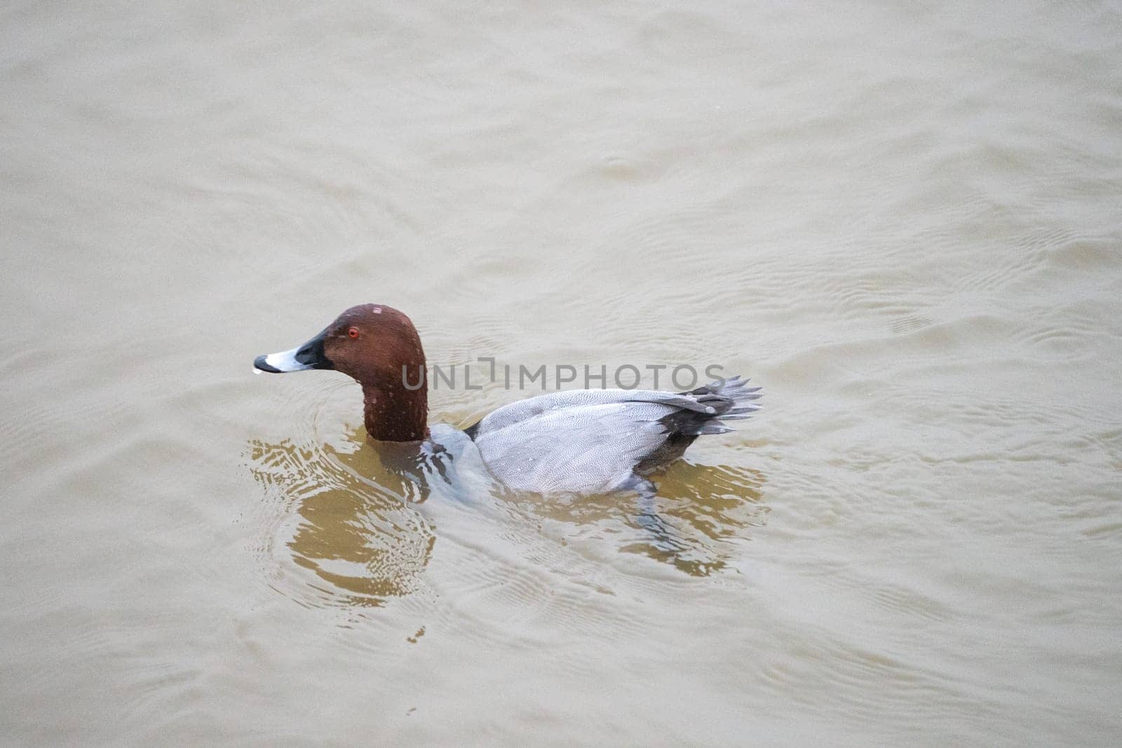 common pochard aythya ferina slow motion shots diving in sukhna lake and splashing about enjoying the water and searching for food by Shalinimathur