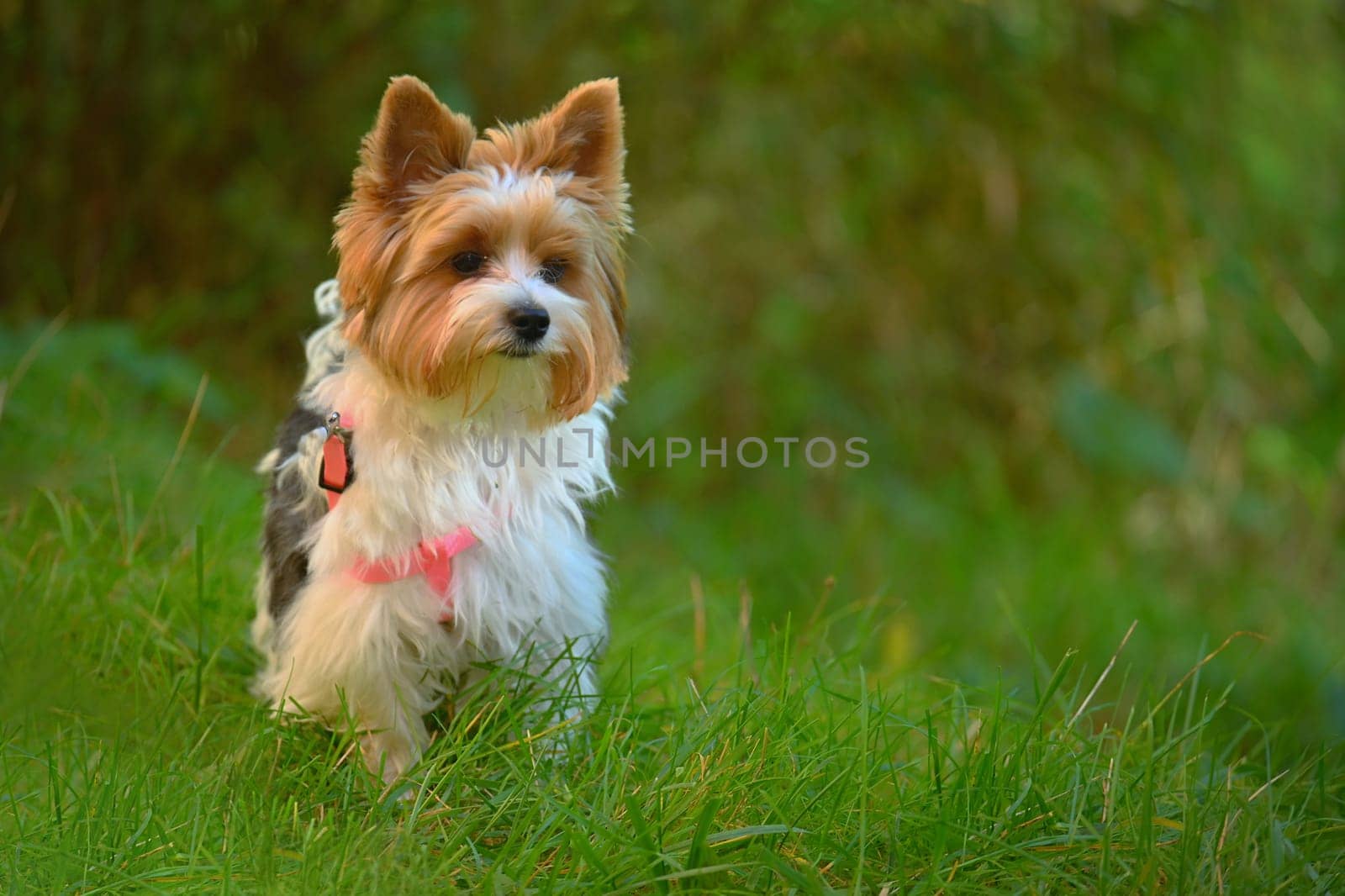 Dog on the grass. Pet - Yorkshire terrier biewer.