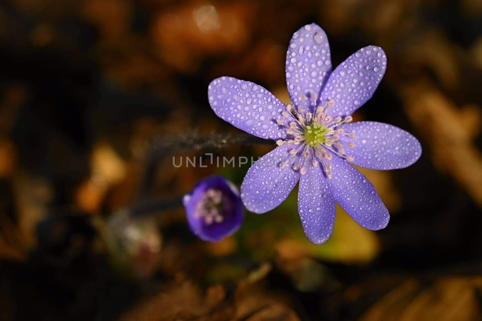 Spring flower. Beautiful purple plant in the forest. Colorful natural background. (Hepatica nobilis) by Montypeter