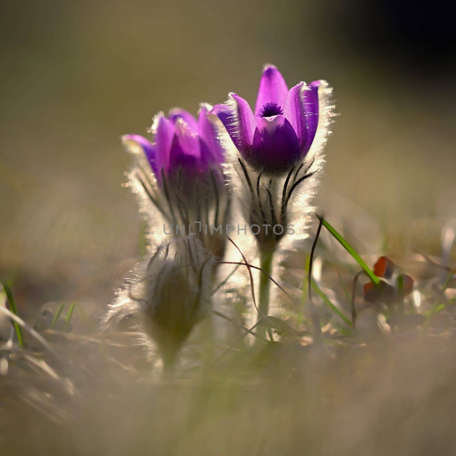 Nice little purple flower in the spring. Beautiful nature background for spring time on the meadow. Pasqueflower flower (Pulsatilla grandis) by Montypeter