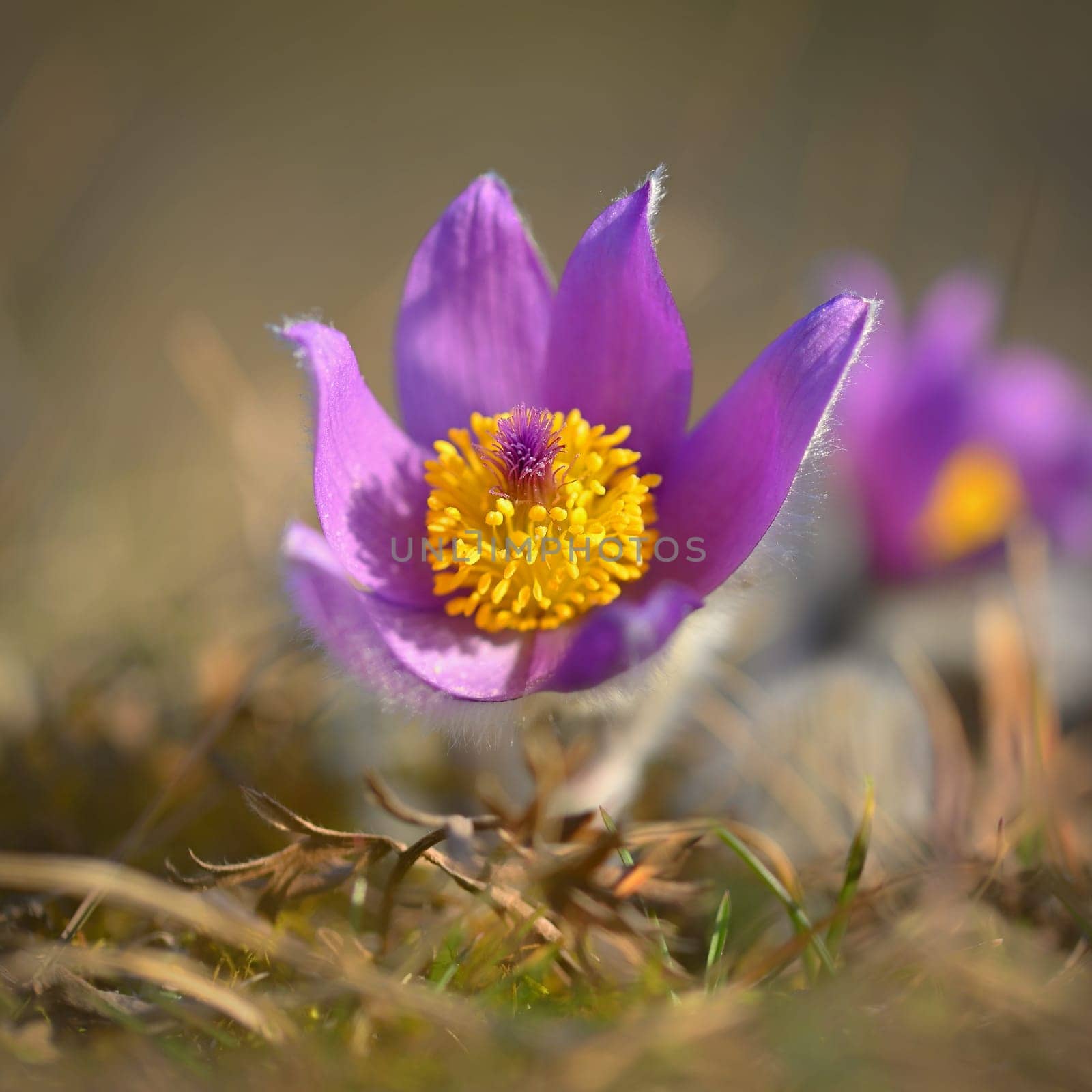 Nice little purple flower in the spring. Beautiful nature background for spring time on the meadow. Pasqueflower flower (Pulsatilla grandis)