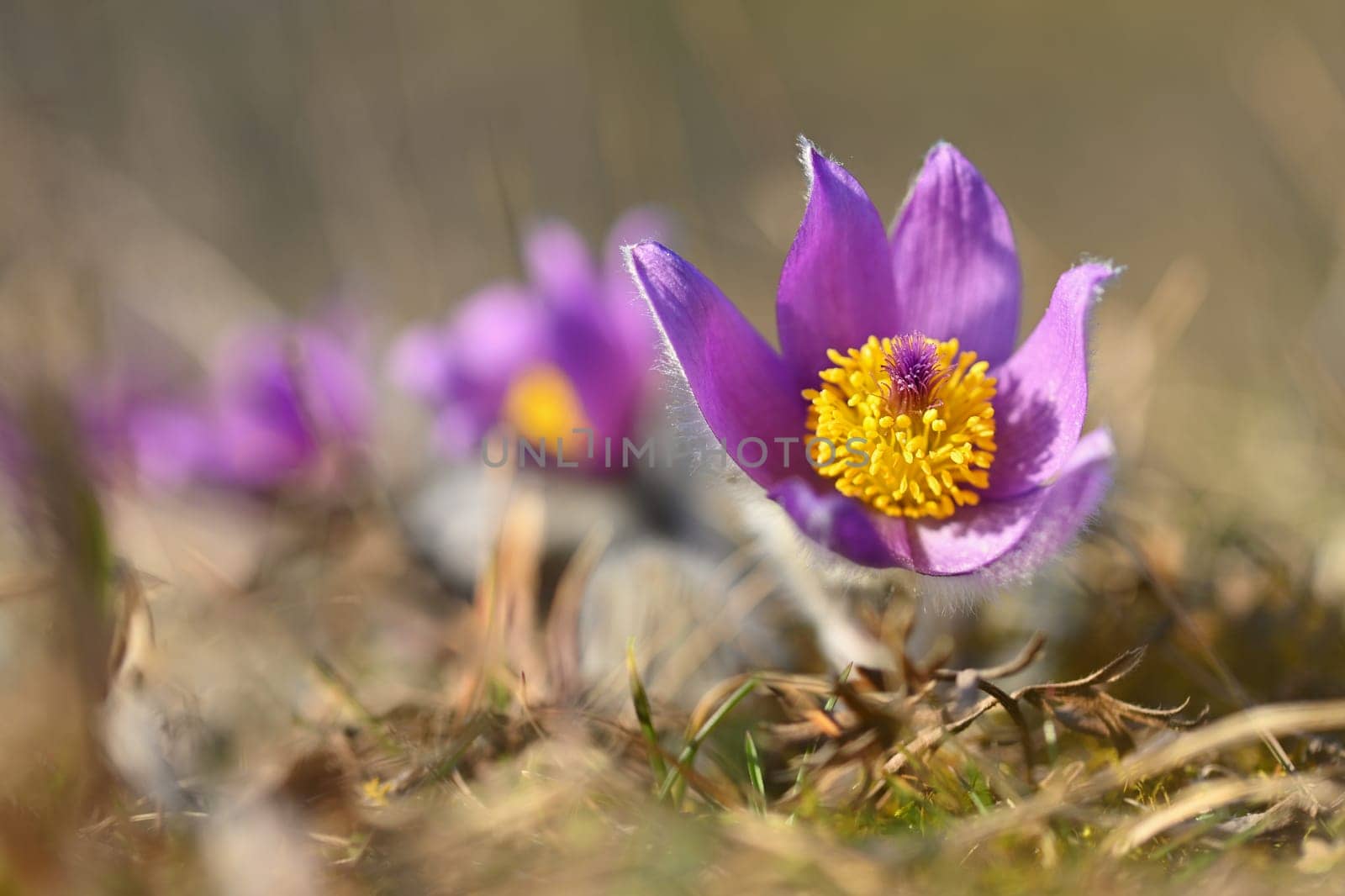 Nice little purple flower in the spring. Beautiful nature background for spring time on the meadow. Pasqueflower flower (Pulsatilla grandis) by Montypeter