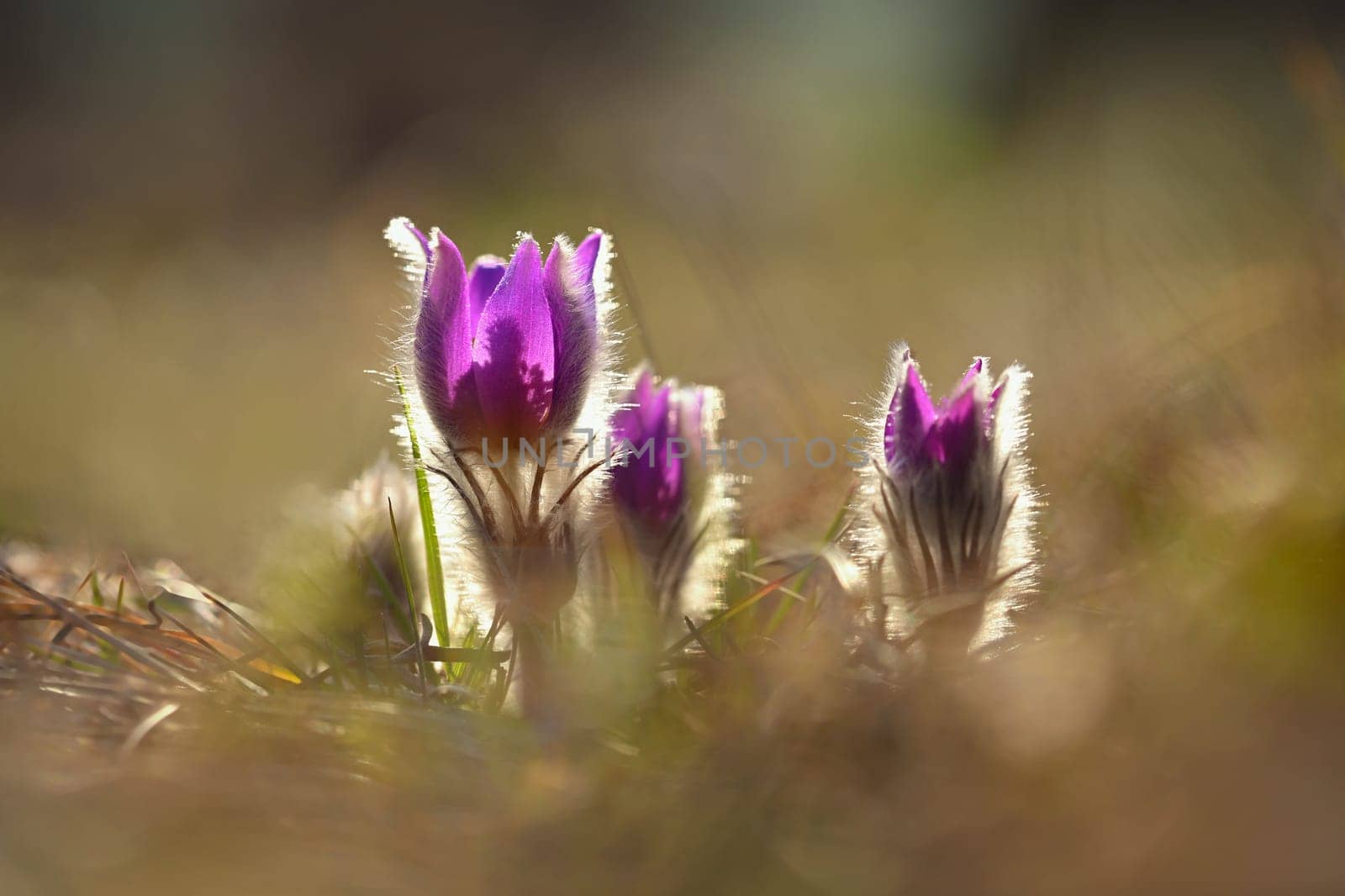 Spring flowers. Beautifully blossoming pasque flower and sun with a natural colored background. (Pulsatilla grandis)