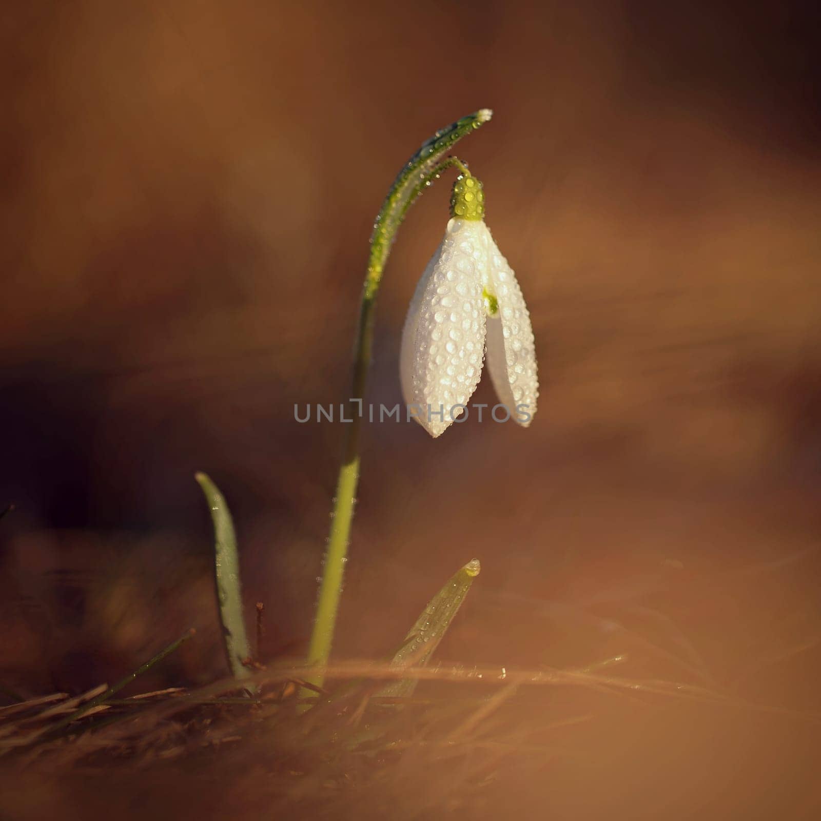 Spring colorful background with flower - plant. Beautiful nature in spring time. Snowdrop (Galanthus nivalis) by Montypeter