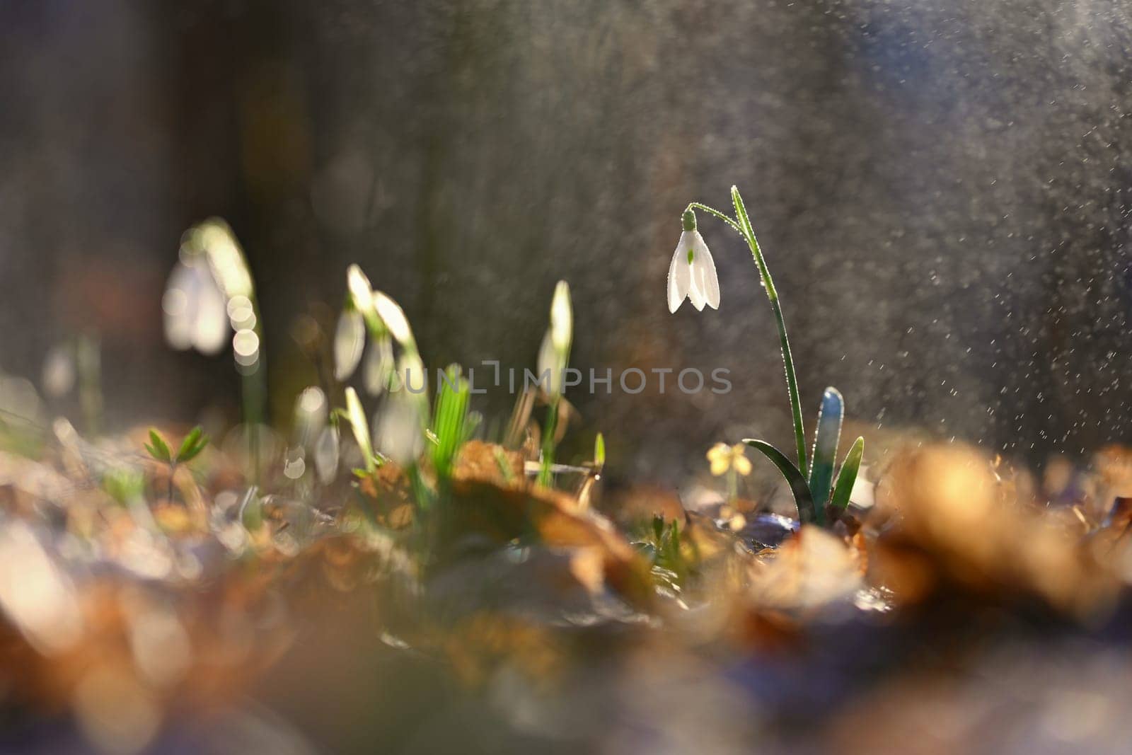 Spring colorful background with flower - plant. Beautiful nature in spring time. Snowdrop (Galanthus nivalis).