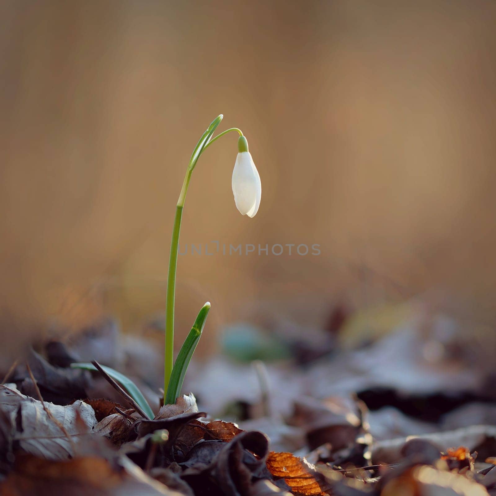 Spring colorful background with flower - plant. Beautiful nature in spring time. Snowdrop (Galanthus nivalis).