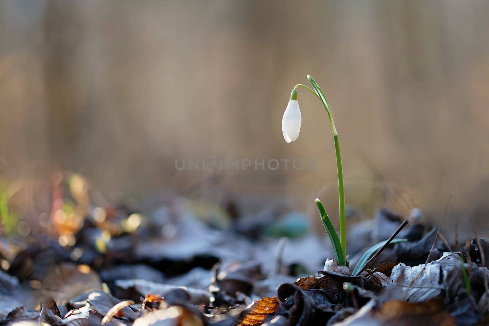 Spring colorful background with flower - plant. Beautiful nature in spring time. Snowdrop (Galanthus nivalis) by Montypeter