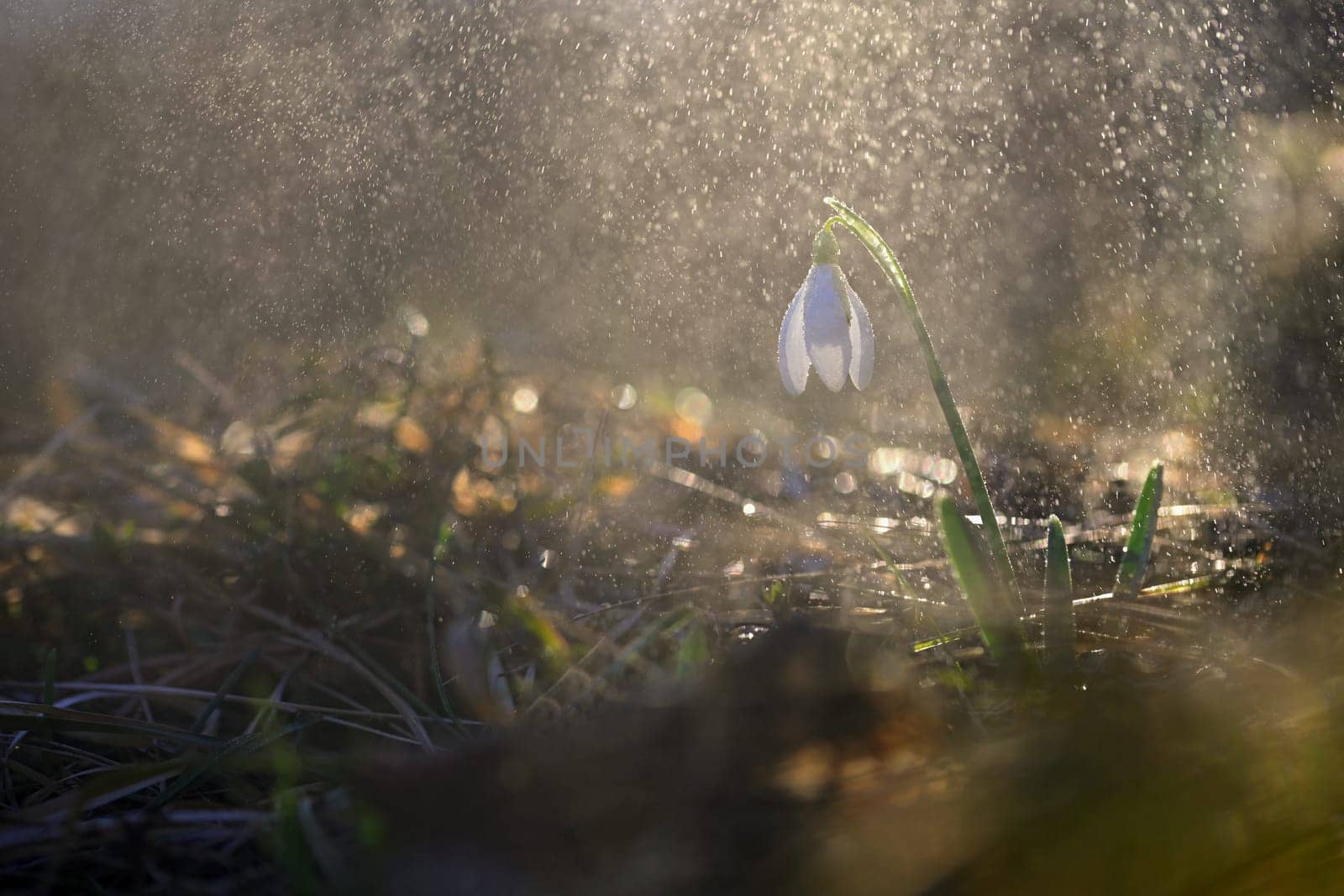 Spring colorful background with flower - plant. Beautiful nature in spring time. Snowdrop (Galanthus nivalis).