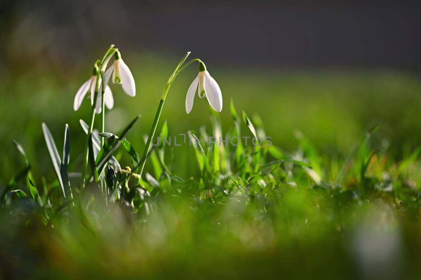 Snowdrops - Beautiful white spring flowers. The first flowering plants in spring. Natural colorful background. (Galanthus nivalis) by Montypeter