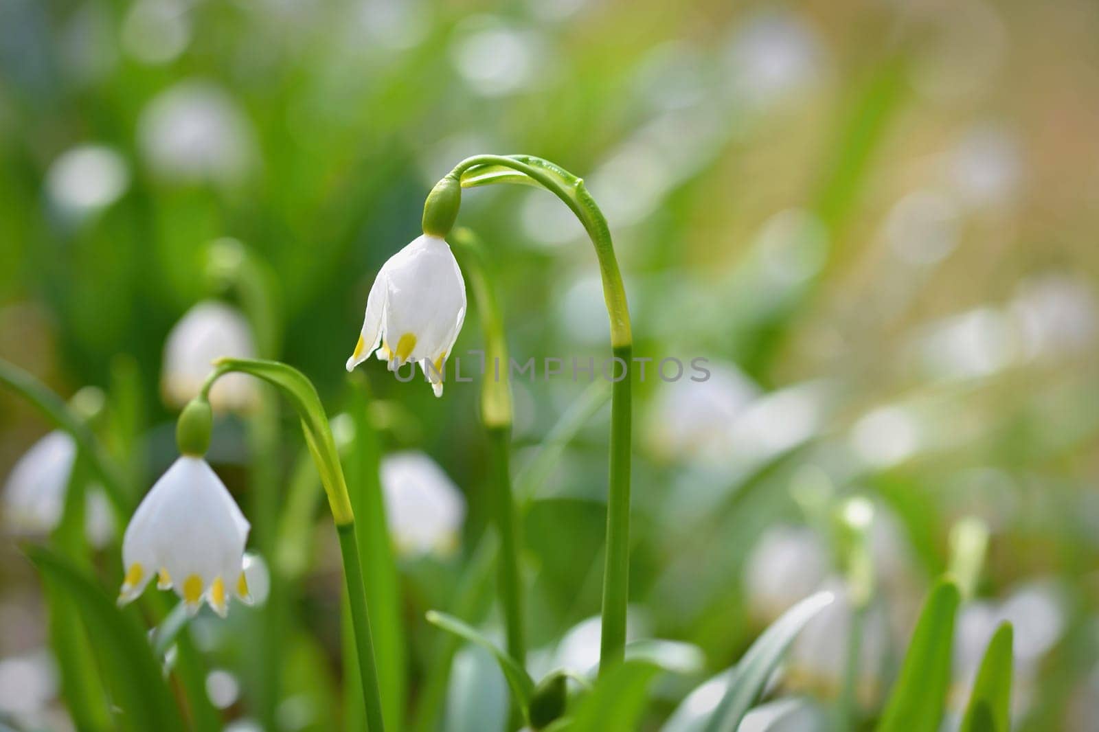 Spring snowflakes flowers. ( leucojum vernum carpaticum) Beautiful blooming flowers in forest with natural colored background. by Montypeter