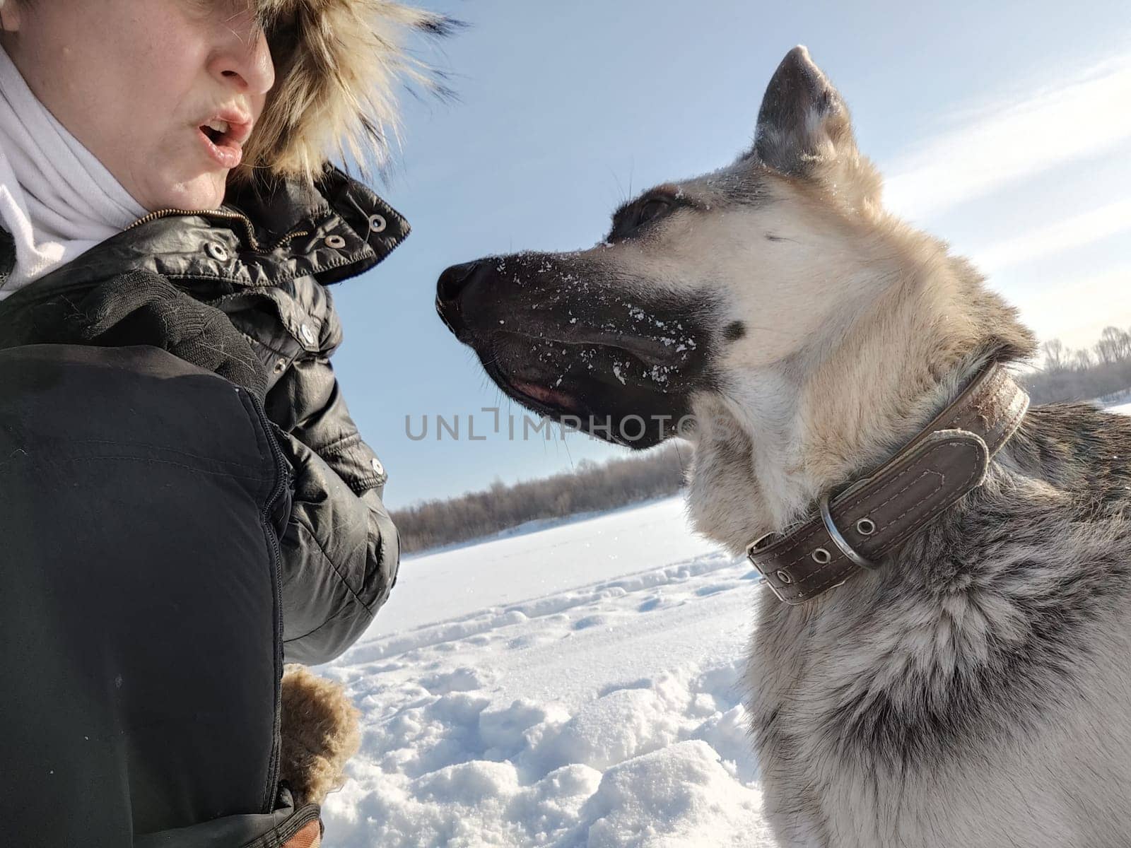 Adult girl or middle aged woman in a jacket with fluffy fur hood with shepherd dog in nature in winter on cold sunny day