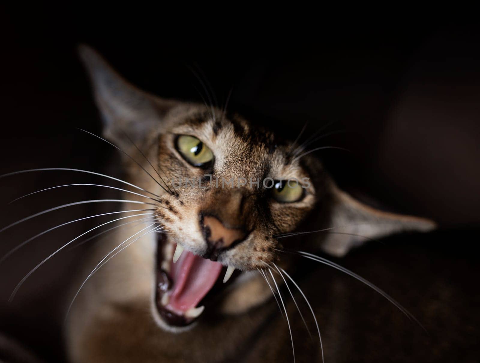 Cute Oriental Shorthair cat kitten, standing side ways, looking at camera with green eyes. cat yelling and think it is a tiger, cat yelling like a tiger or lion High quality photo