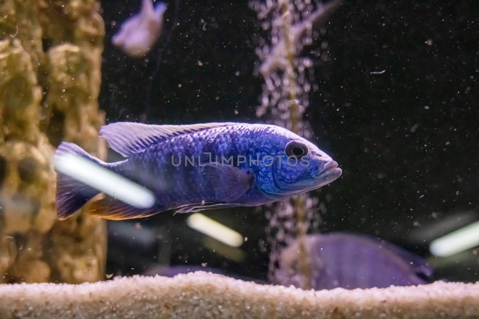Blue fish in the dark water of the aquarium close up