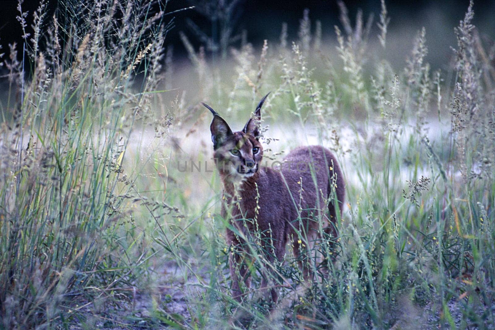 Caracal (Felix caracal), Maun, Ngamiland, Botswana, Africa