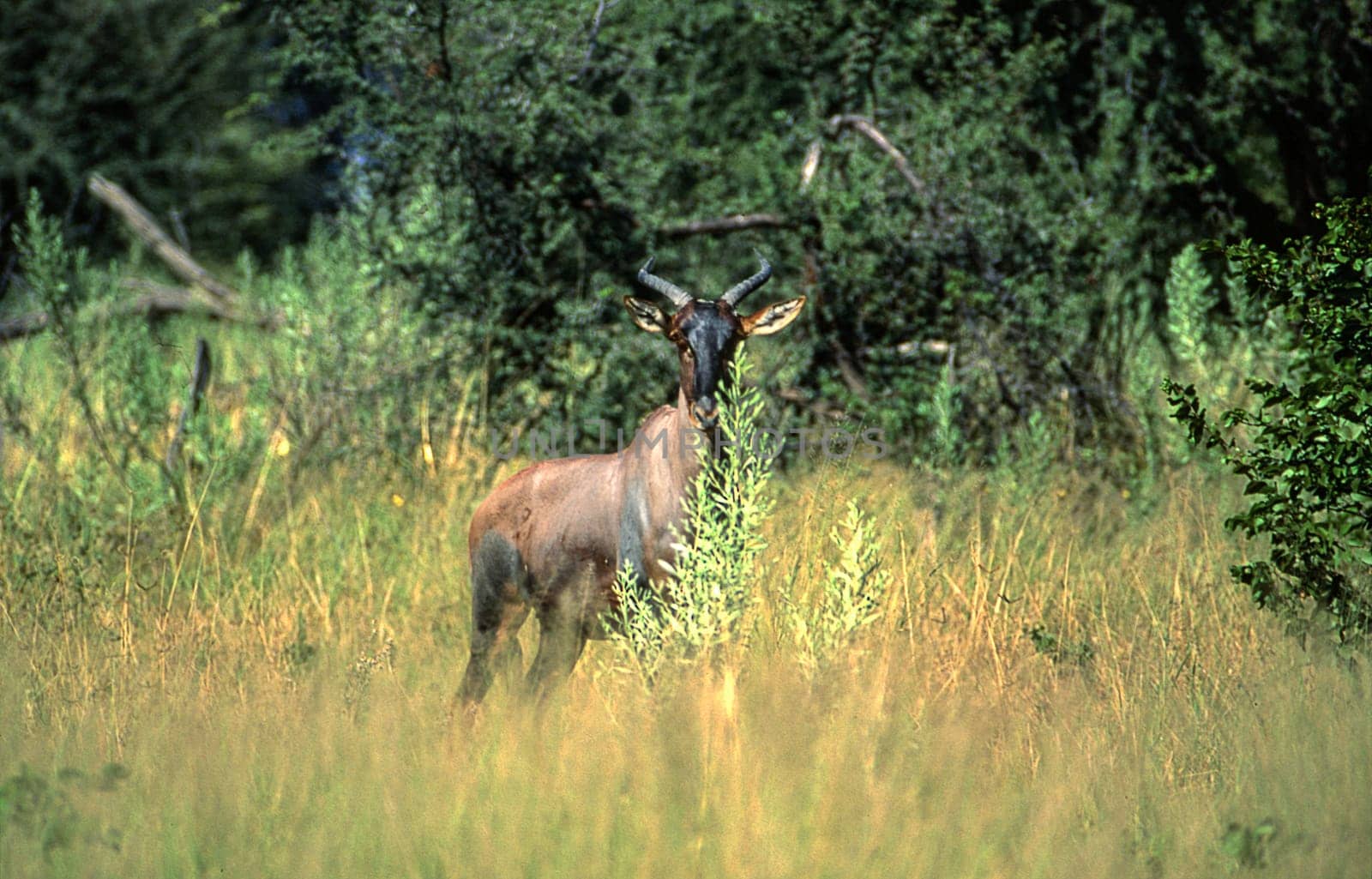 Red Hartebeest (Alcelaphus buselaphus), Moremi Wildlife Reserve, Ngamiland, Botswana, Africa