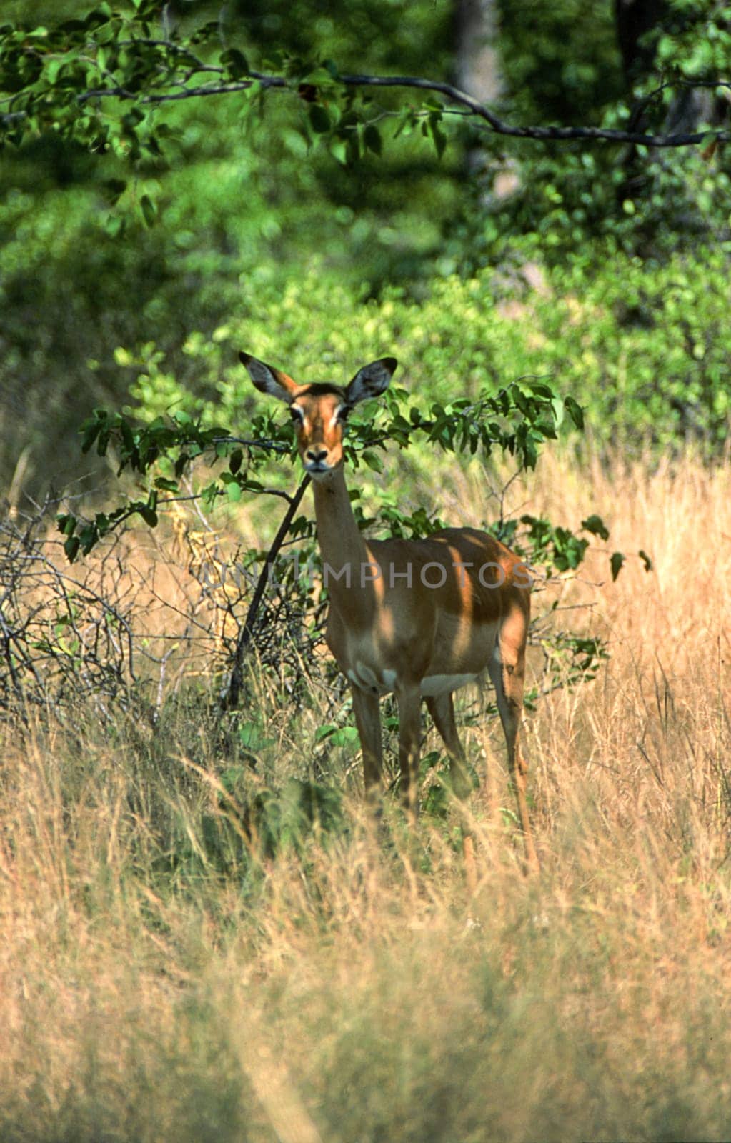 Impala (Aepyceros melampus), Moremi Wildlife Reserve, Ngamiland, Botswana, Africa