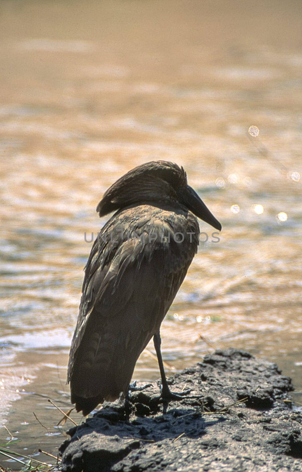 Hamerkop (Scopus umbretta), Moremi Wildlife Reserve, Ngamiland, Botswana, Africa