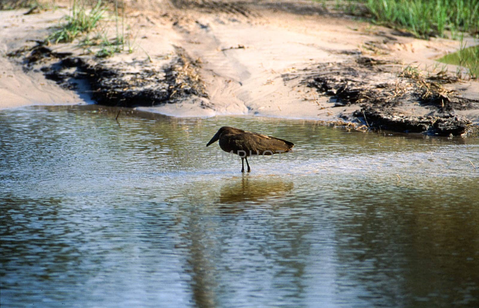 Hamerkop (Scopus umbretta), Moremi Wildlife Reserve, Ngamiland, Botswana, Africa