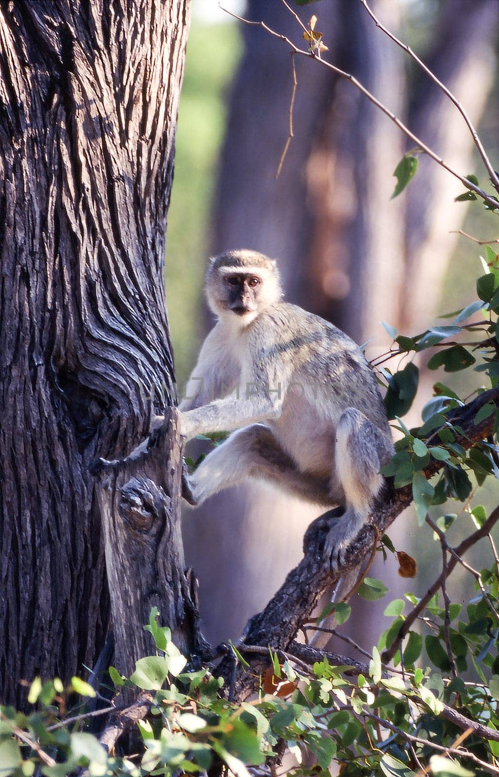 Vervet Monkey (Cercopithecus aethiops), Moremi Wildlife Reserve, Ngamiland, Botswana, Africa