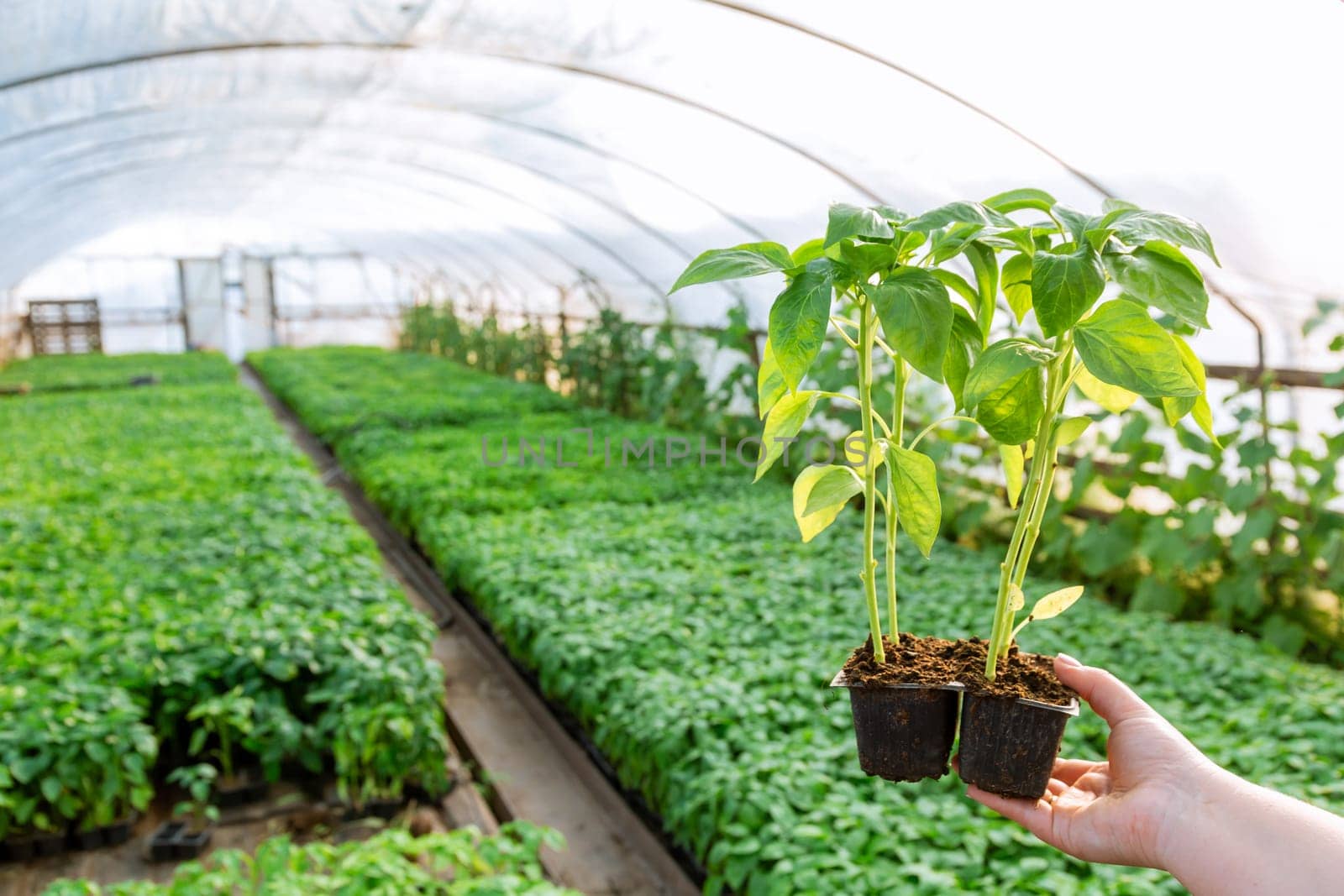 Growing pepper seedlings in a greenhouse, early young seedlings in plastic cups in the hands of a woman.