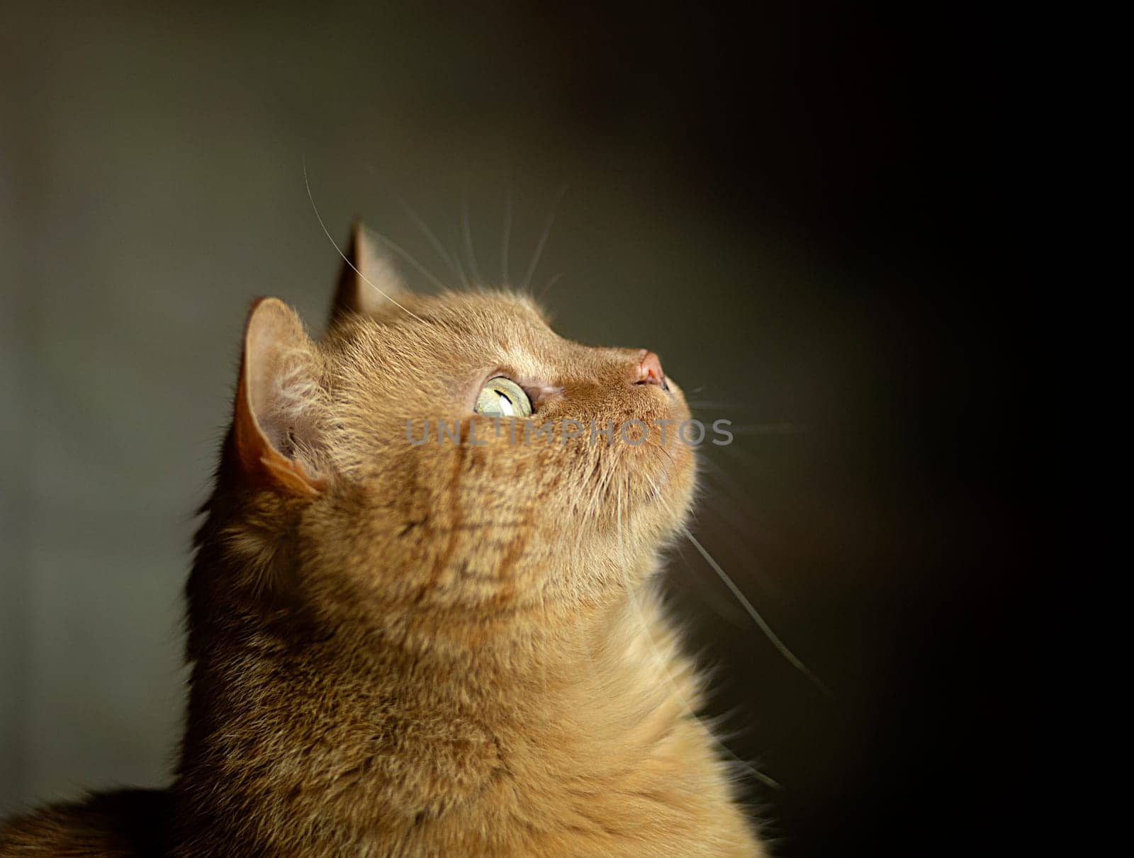 Closeup photography of portrait ginger kitten with green eyes on pastel background. Selective focus. Face of cat with dark background. Ginger domestic short haired cat staring off into the distance. by Costin