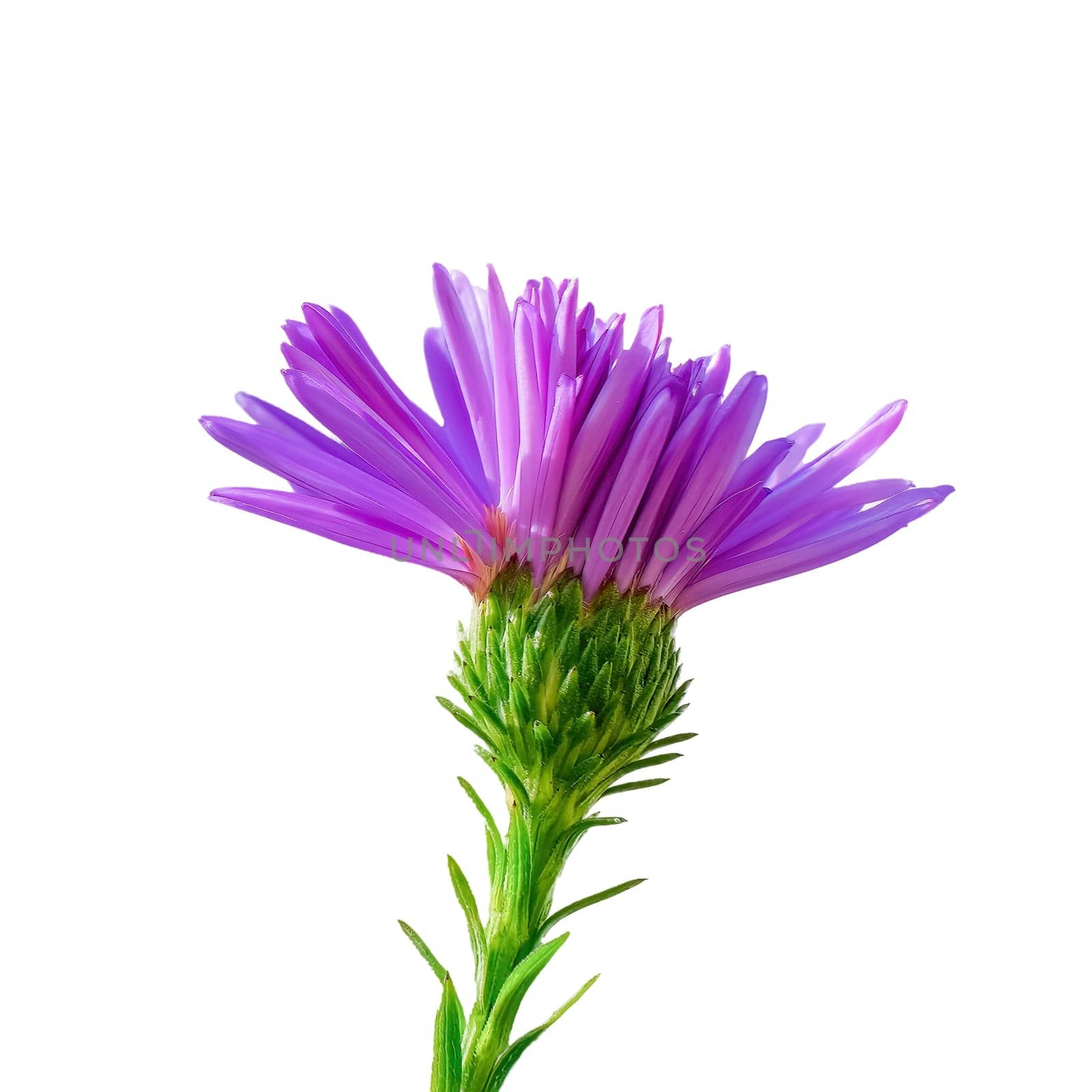 beautiful purple flower isolated on white background. by Renisons