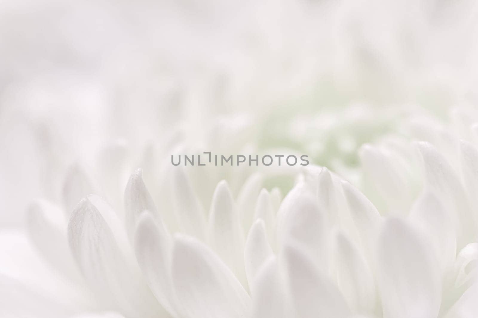 Abstract floral background, white purple chrysanthemum flower petals. Macro flowers backdrop for holiday design. Soft focus