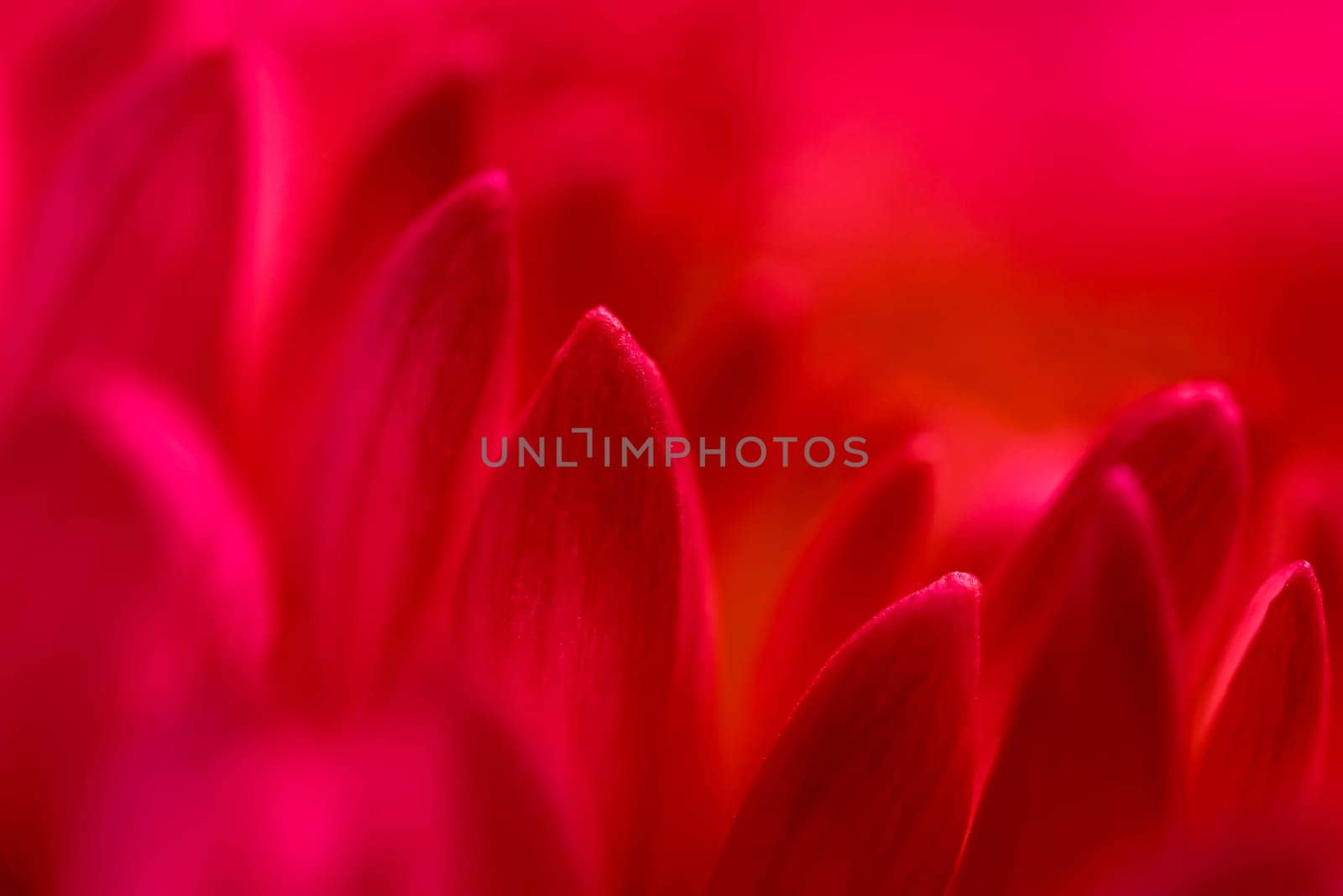 Abstract floral background, red purple chrysanthemum flower petals. Macro flowers backdrop for holiday design. Soft focus