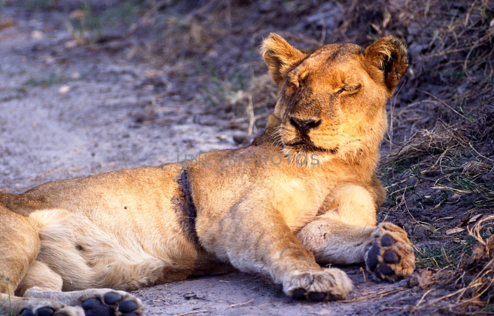 Lion (Panthera leo), Moremi Wildlife Reserve, Ngamiland, Botswana, Africa