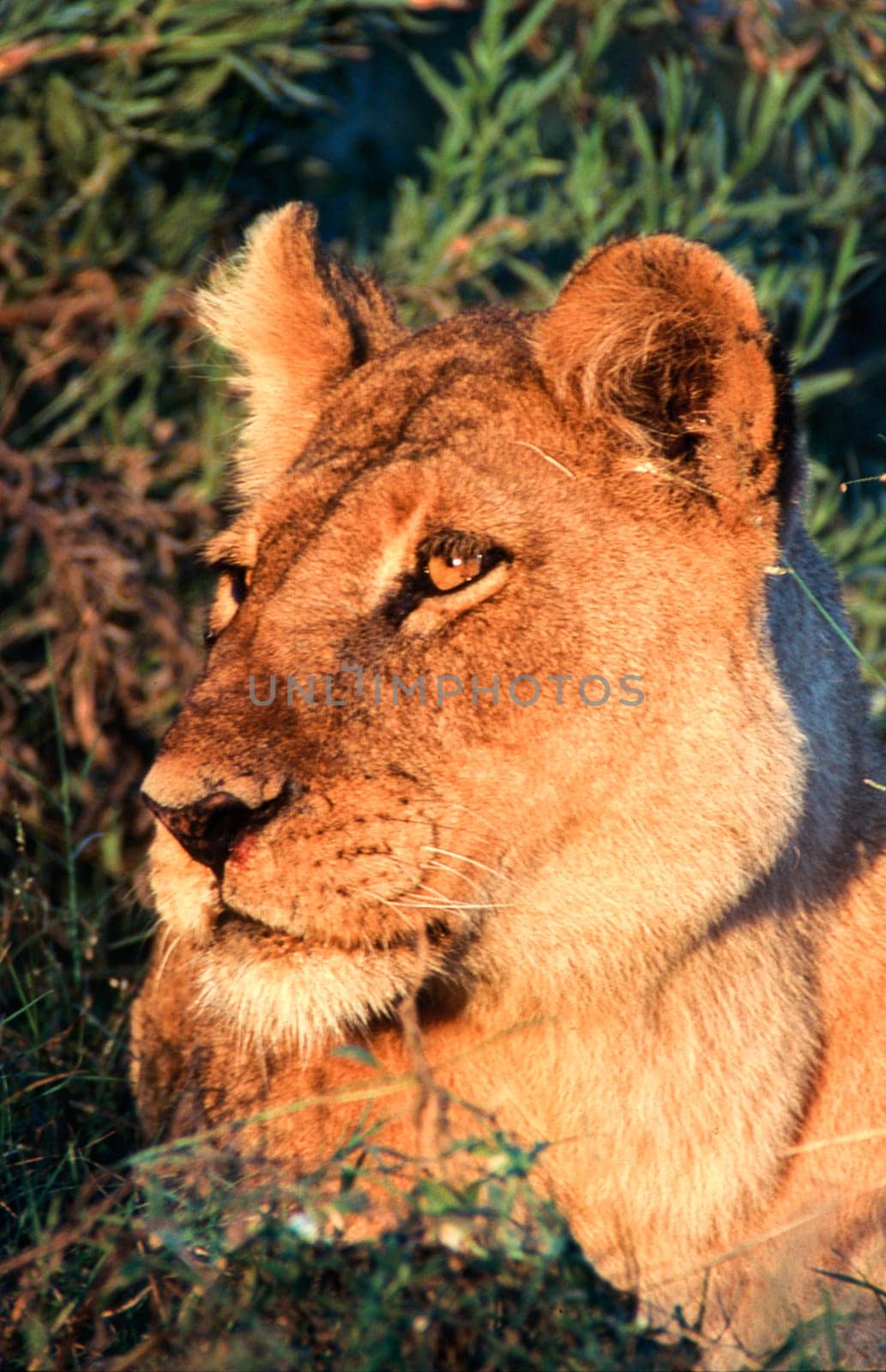 Lion (Panthera leo), Moremi Wildlife Reserve, Ngamiland, Botswana, Africa