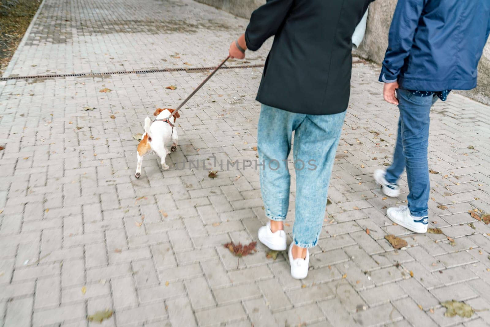 A girl and a boy are walking with a Jack Russell Terrier, walking down the street.