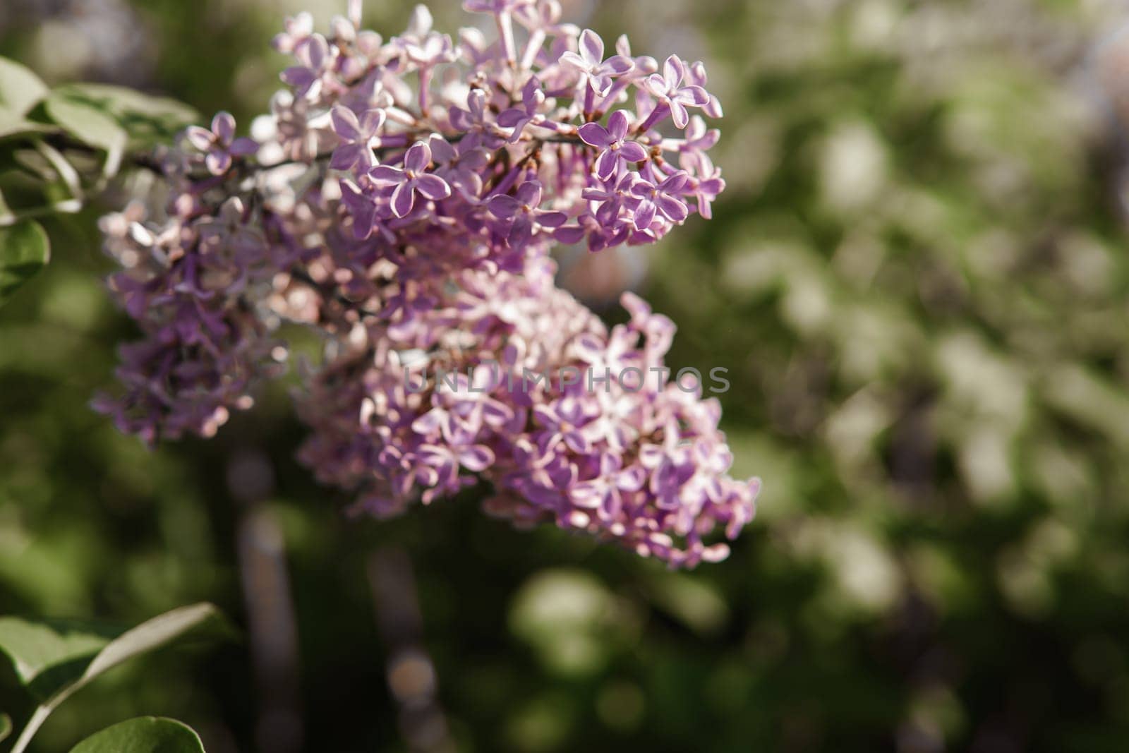 Lilac flowers on a green lilac bush close-up. Spring concert. Lilac garden. by Annu1tochka
