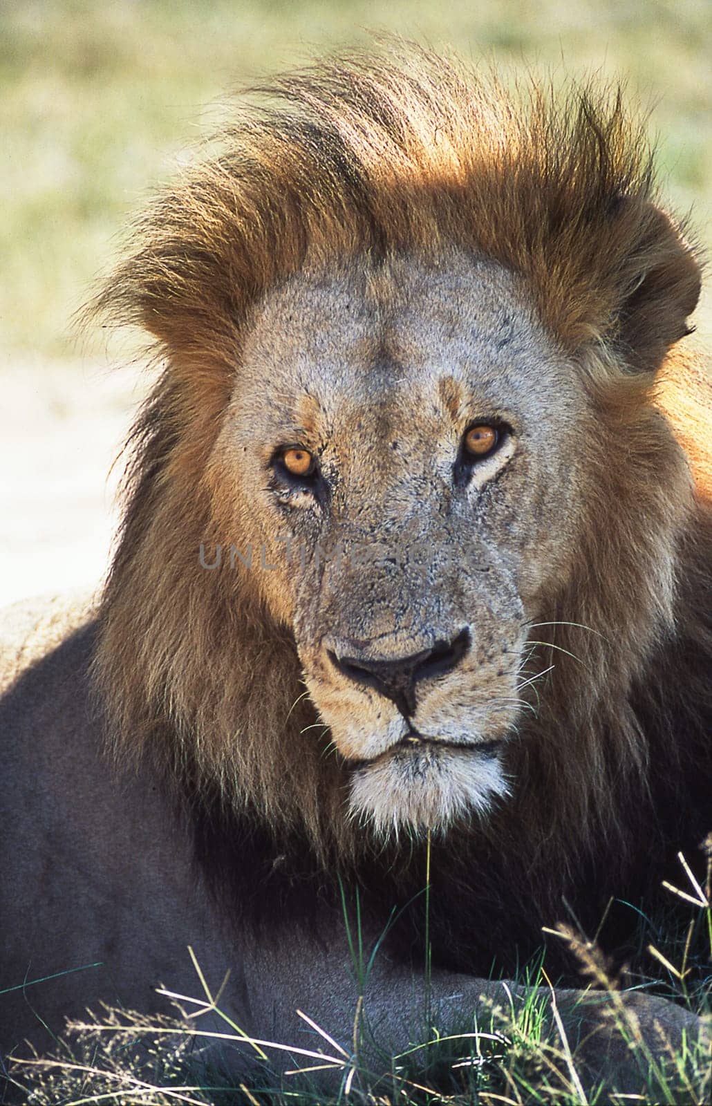 Lion (Panthera leo), Moremi Wildlife Reserve, Ngamiland, Botswana, Africa