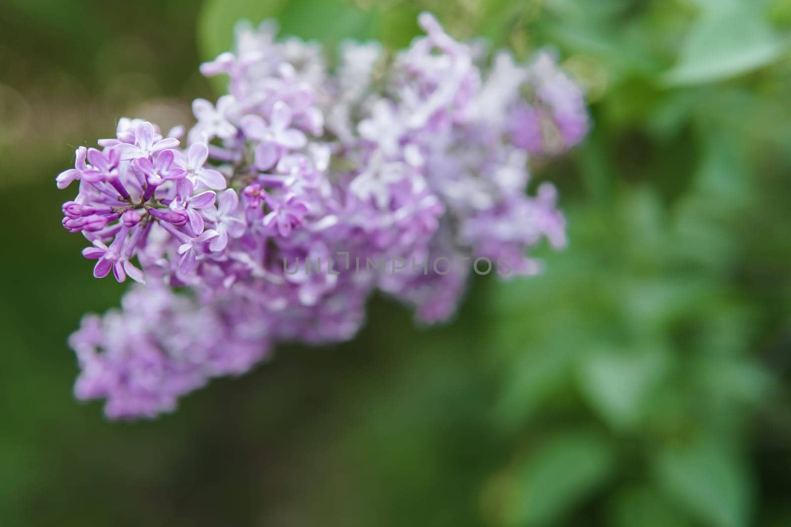 Lilac flowers on a green lilac bush close-up. Spring concert. Lilac garden