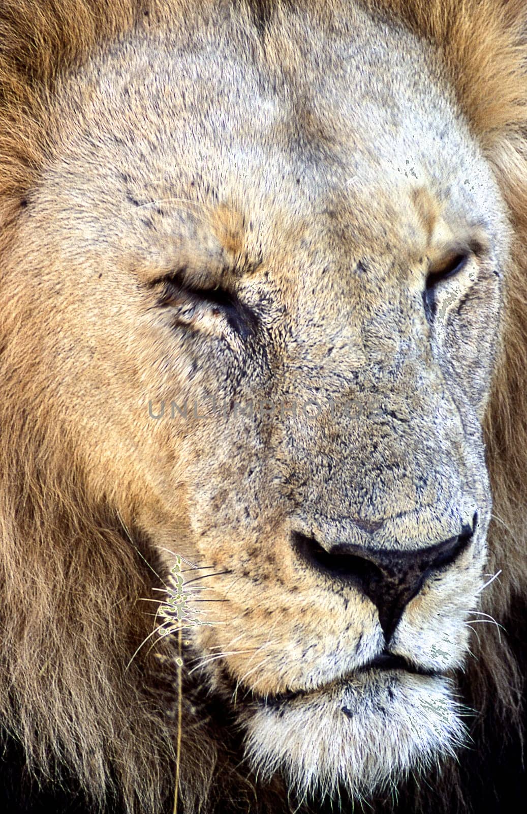 Lion (Panthera leo), Moremi Wildlife Reserve, Ngamiland, Botswana, Africa