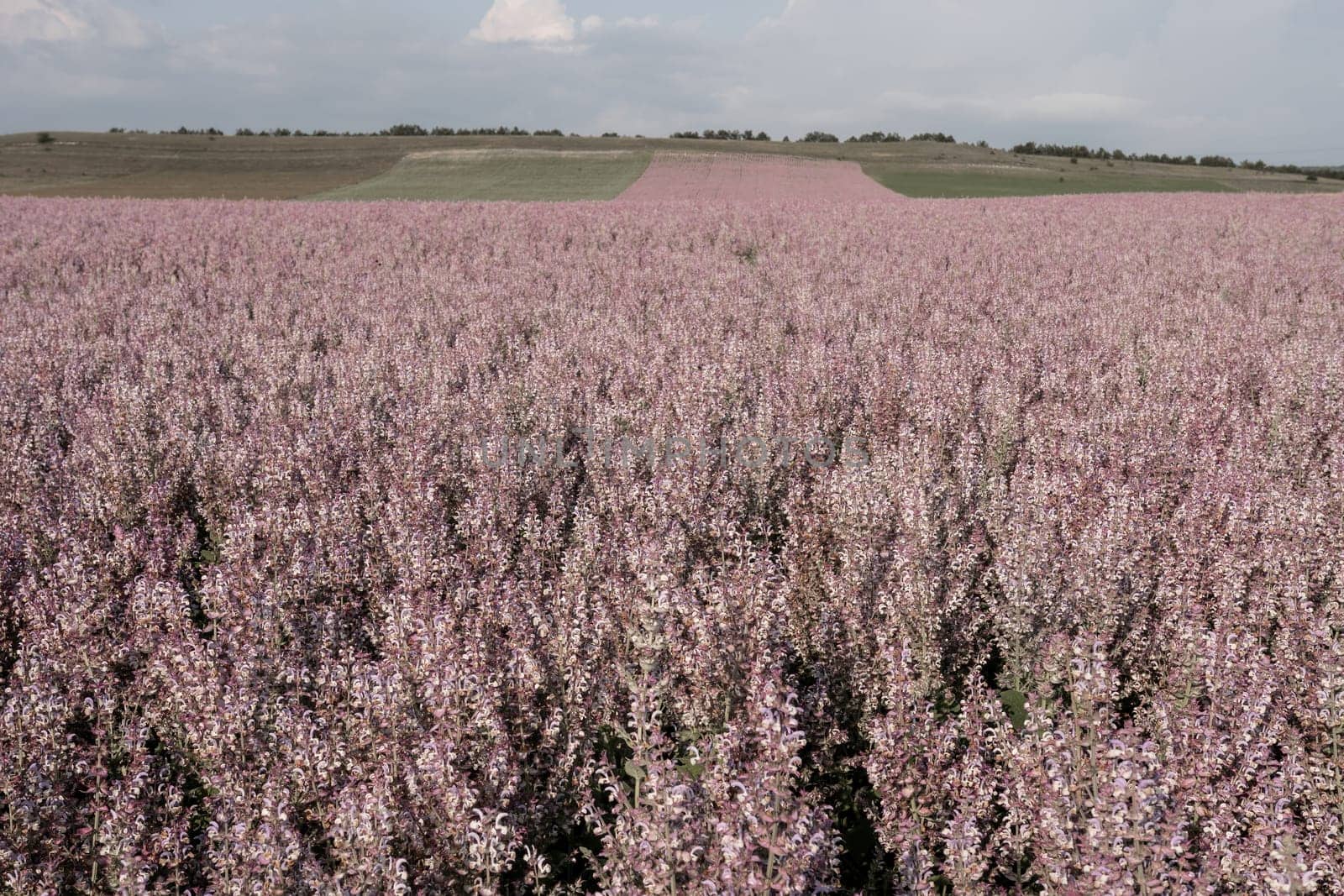 Field of Clary sage - Salvia Sclarea in bloom, cultivated to extract the essential oil and honey. Field with blossom sage plants during golden sunset, relaxing nature view.