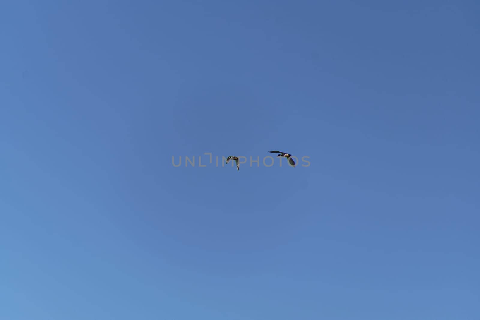 Two green-necked ducks flying in blue sky.Blue background, solitaires, aerial view