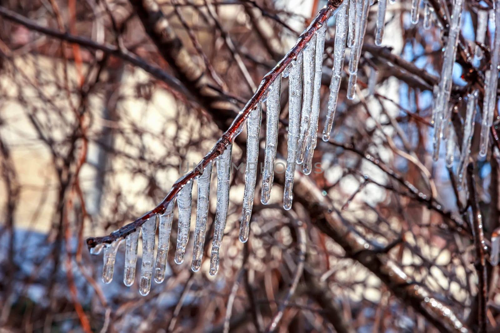 Beauty frozen tree branch in winter ice.