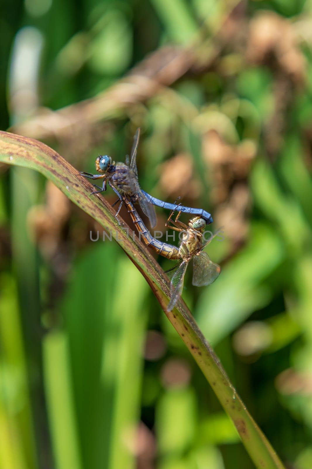 Dragonfly, male and female during the breeding season. Make love by EdVal