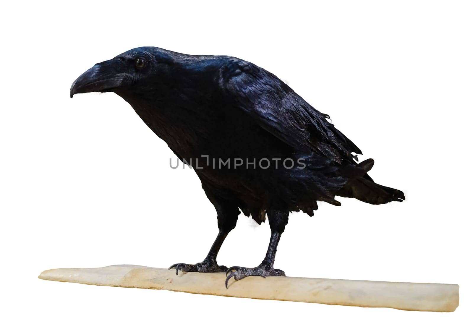 Black crow isolated on white background. This has clipping path. High quality photo