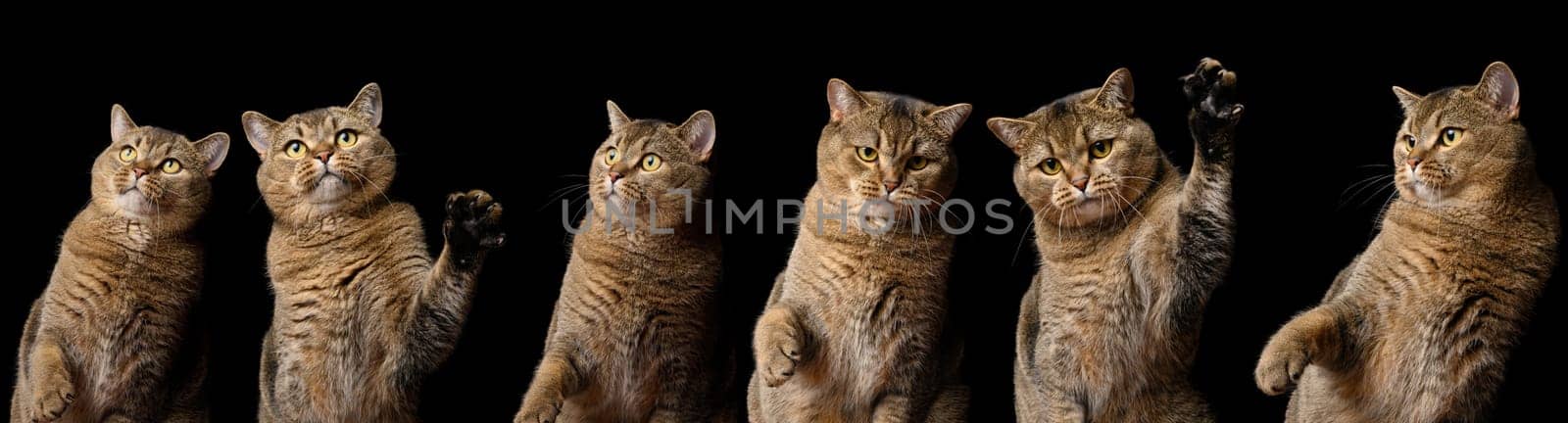 Adult gray cat of breed Scottish Straight with different poses and emotions on a black background, surprised, funny