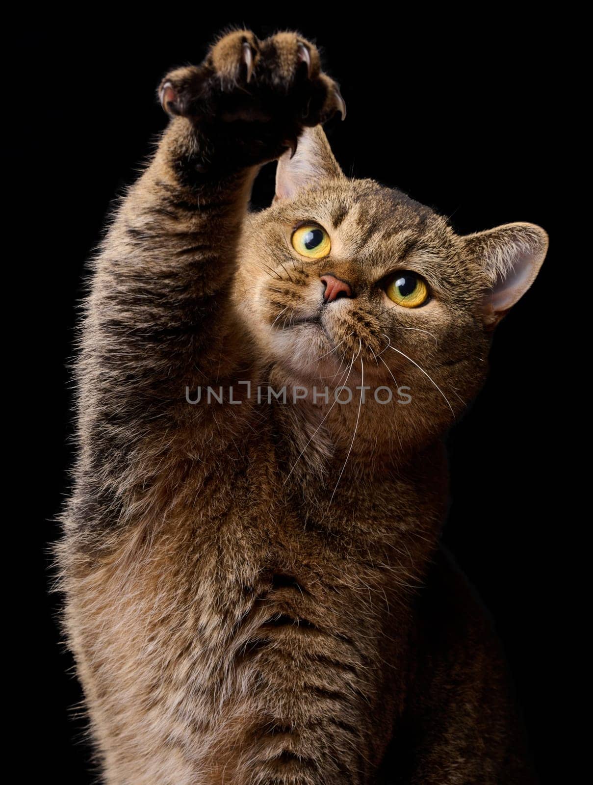 Adult gray cat raised his front paw, black background