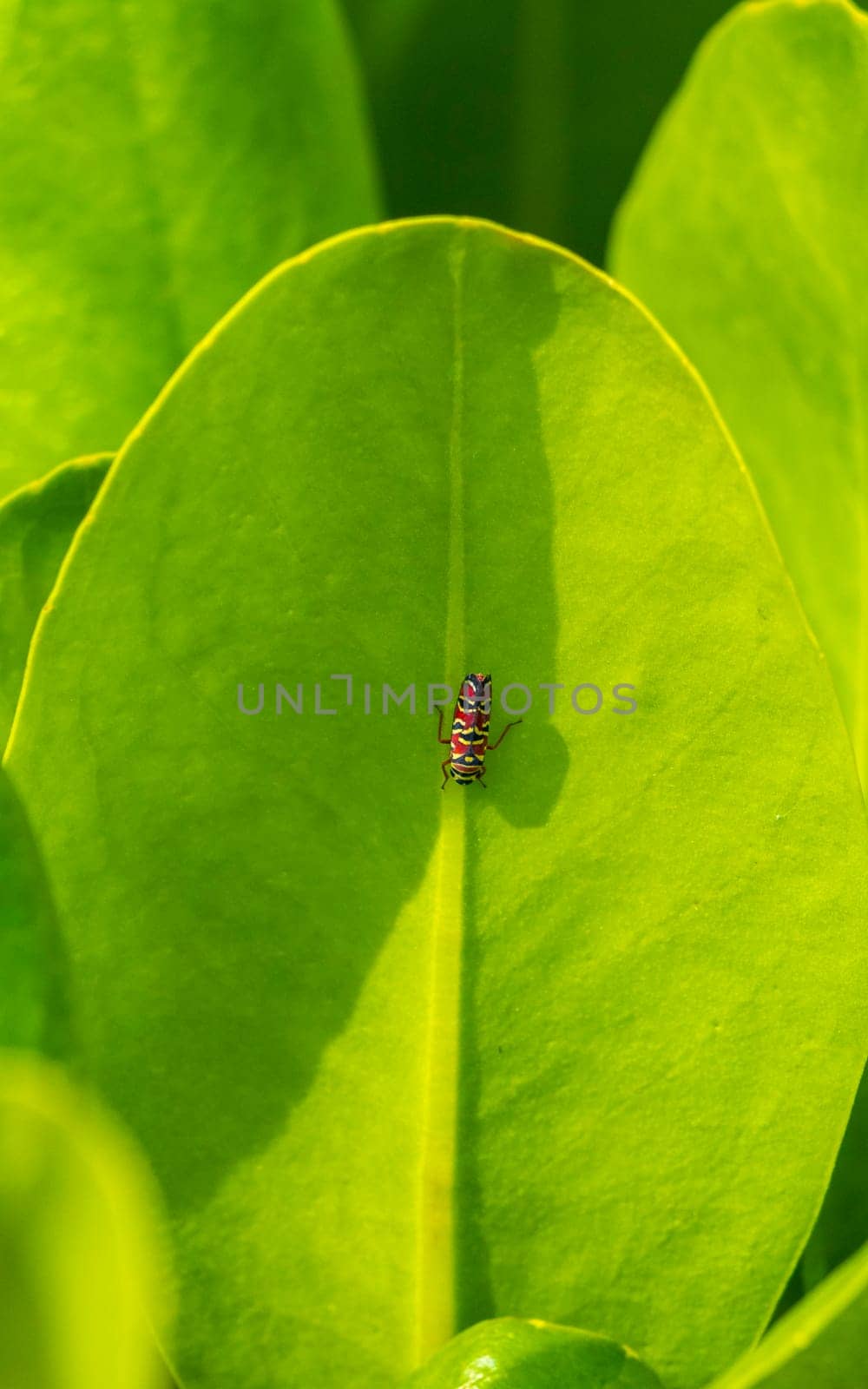 Beautiful small colorful cicadas on green leaves of a plant in Playa del Carmen Quintana Roo Mexico.