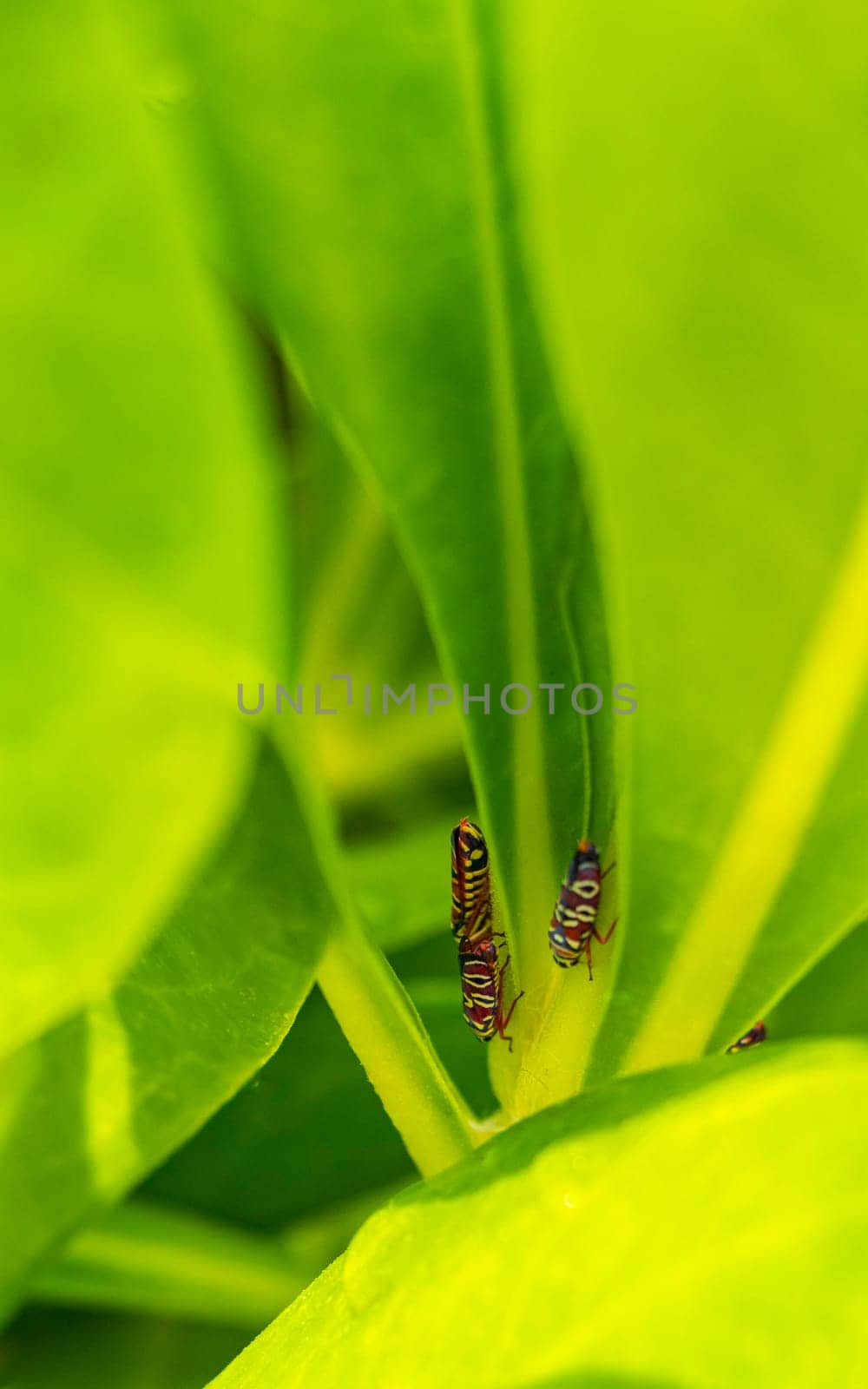Beautiful small colorful cicadas on green leaves of a plant in Playa del Carmen Quintana Roo Mexico.