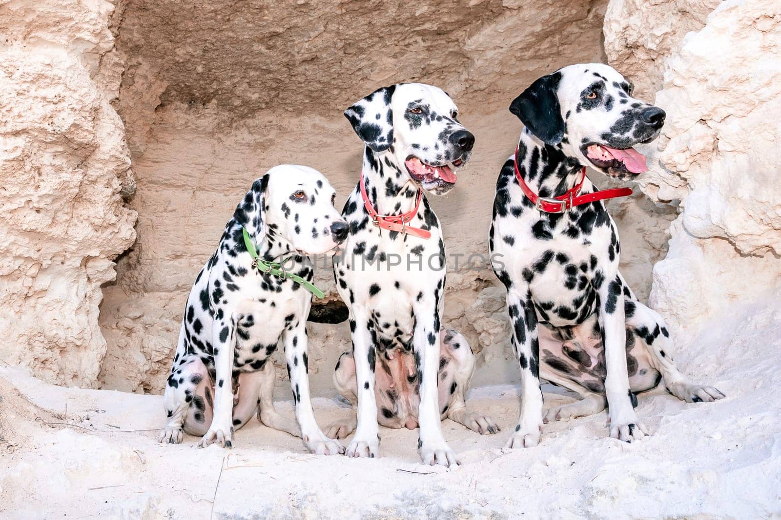 Portrait of three beautiful young Dalmatian dogs sitting in a cave .Selective focus by Matiunina