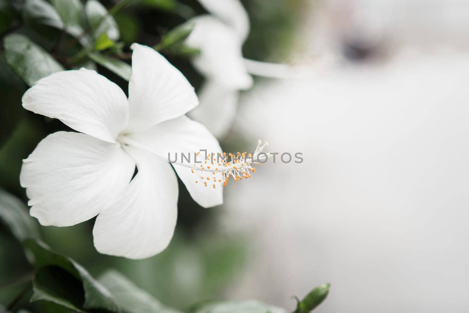 close up white hibiscus flower with copy space nature background