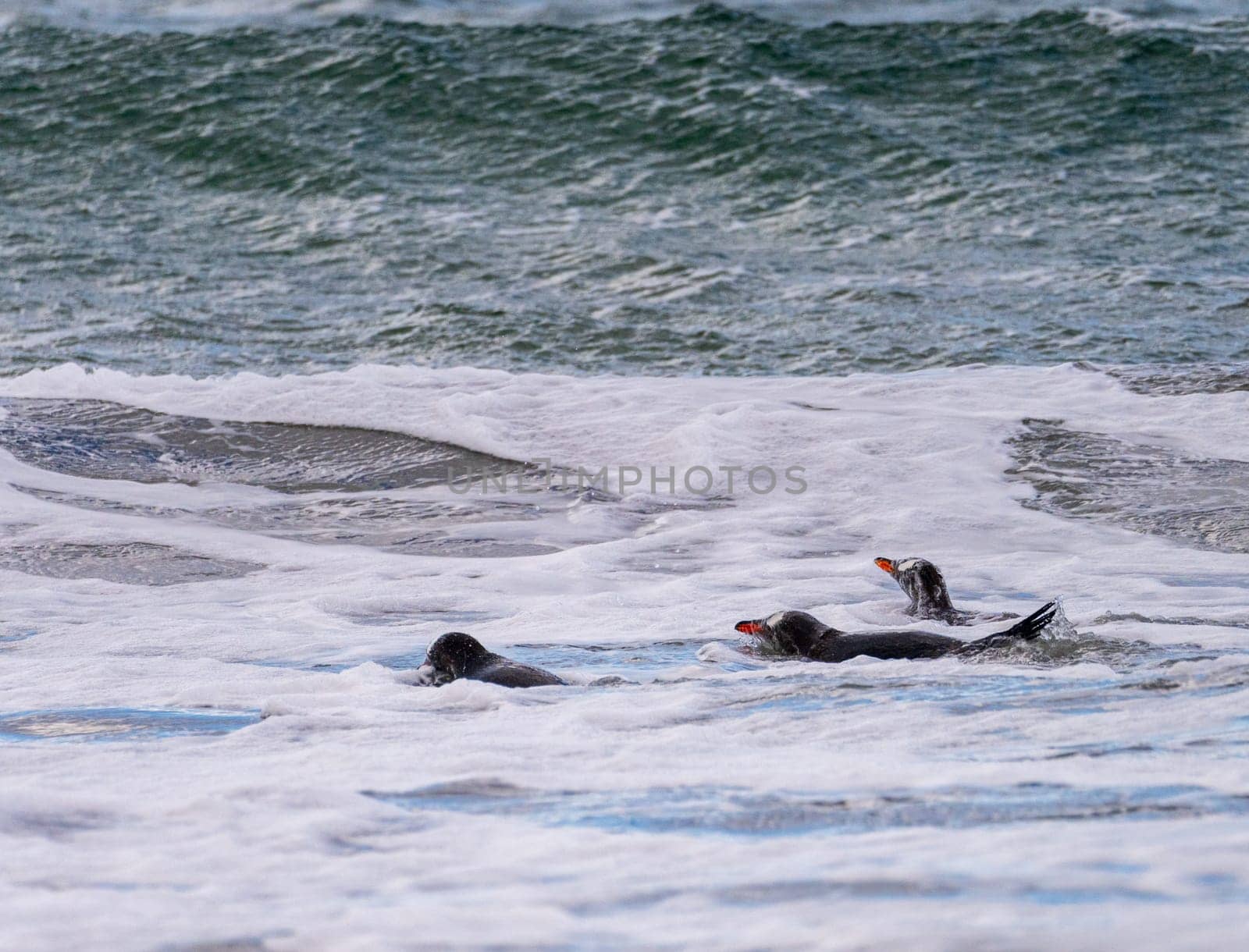 Group of Gentoo penguins swimming in sea at Bluff Cove Falkland Islands