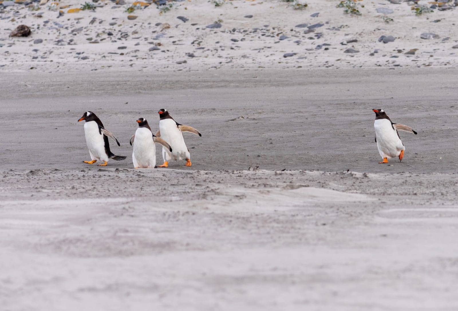 Group of Gentoo penguins running on beach to sea at Bluff Cove Falkland Islands