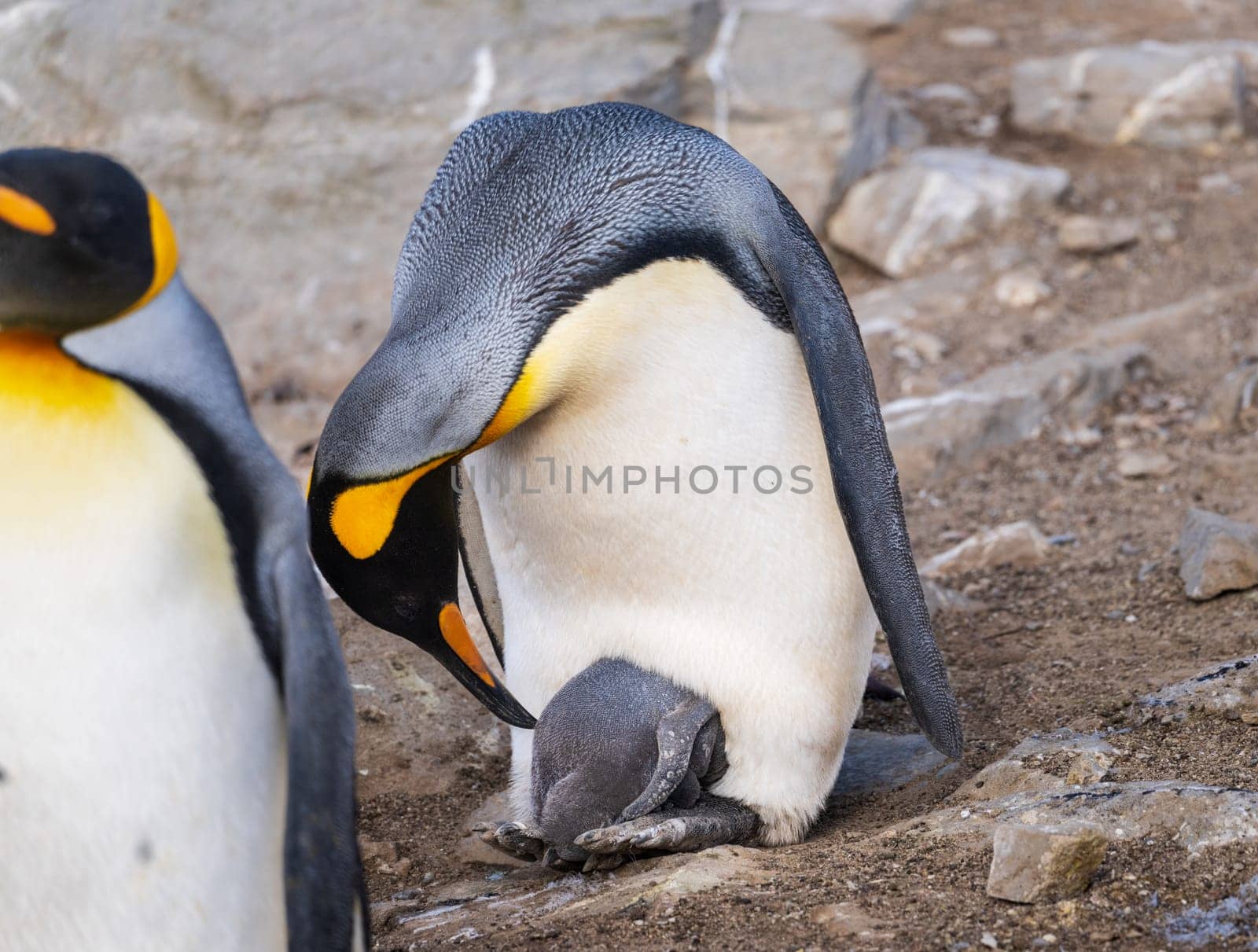 King Penguin caring for its chick on its feet or flippers at Bluff Cove on Falkland Islands